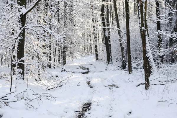 Encantador paisaje de invierno nevado —  Fotos de Stock