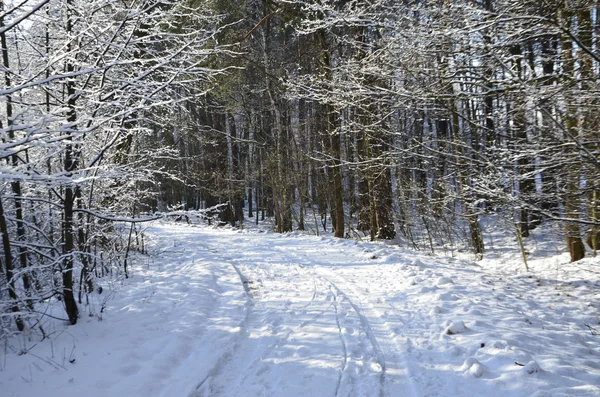 Encantador paisaje de invierno nevado —  Fotos de Stock