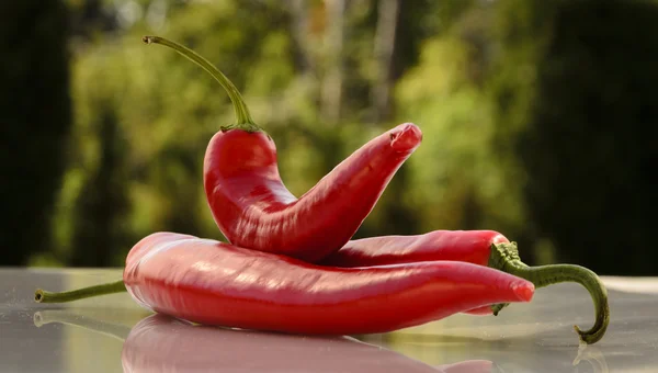 Paprika merah di musim panas — Stok Foto