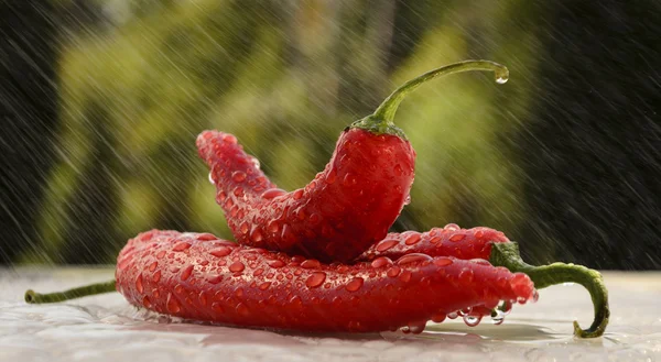 红辣椒在夏天的雨 — 图库照片