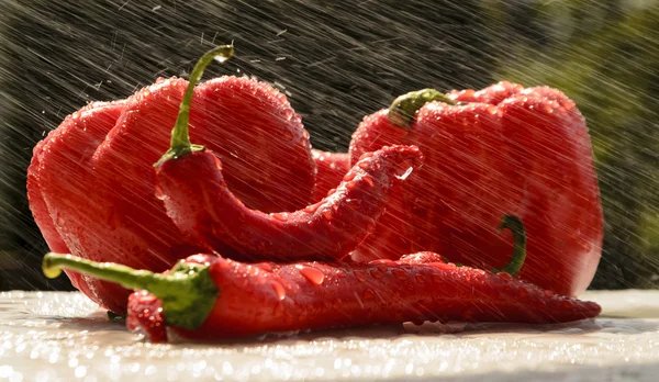 红辣椒在夏天的雨 — 图库照片