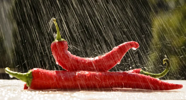 红辣椒在夏天的雨 — 图库照片