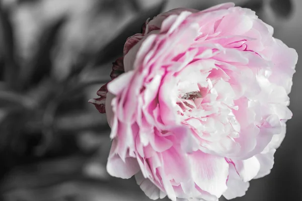 Makró fotó egy színes pioen rózsáról.. — Stock Fotó