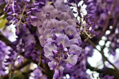 Hollanda 'daki bahçemize mavi yağmur yağdı.