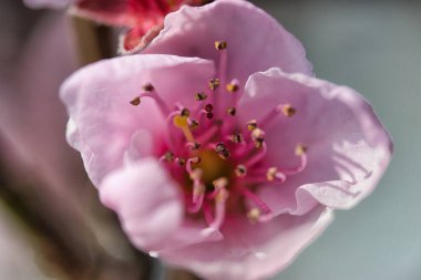 Hollanda 'nın ortasındaki bahçemizde şeftali çiçeği açıyor..