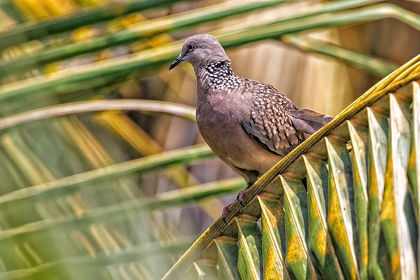 Sri Lanka 'daki bir güvercinden güzel bir kadın. Bir kuştan yüksek kaliteli fotoğraf.