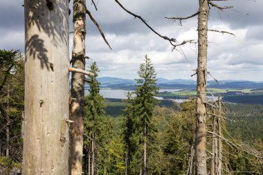 Ağaçlar arasında görüntülemek.