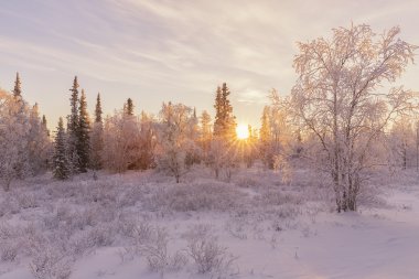 güzel kış manzarası. kış orman
