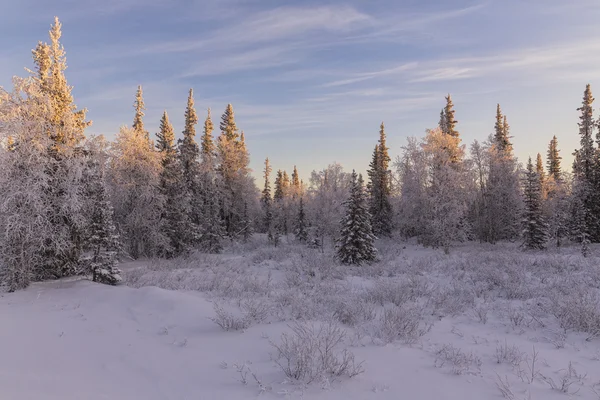 Beautiful winter landscape. winter forest — Stock Photo, Image