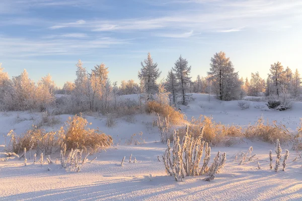 Красивый зимний пейзаж. зимний лес — стоковое фото