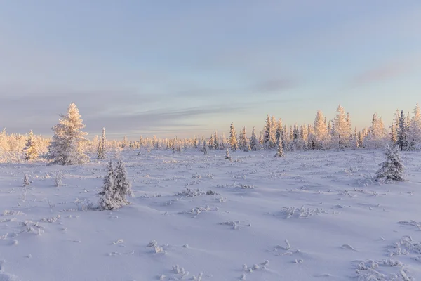 Красивый зимний пейзаж. зимний лес — стоковое фото