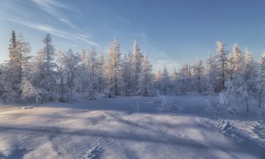 Kış tundra