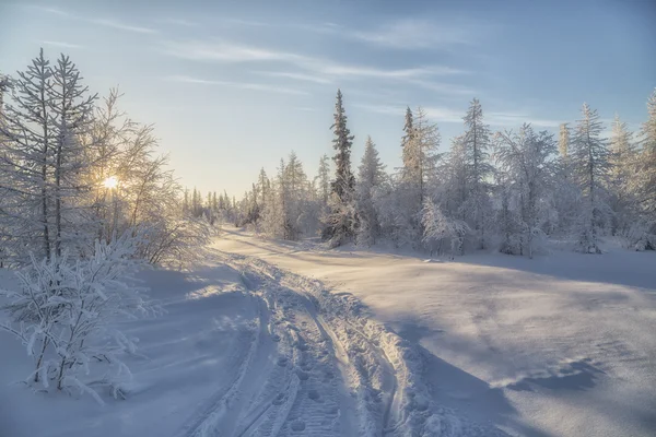 Winter tundra — Stock Photo, Image