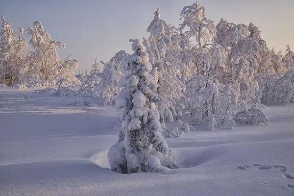 Winter toendra — Stockfoto