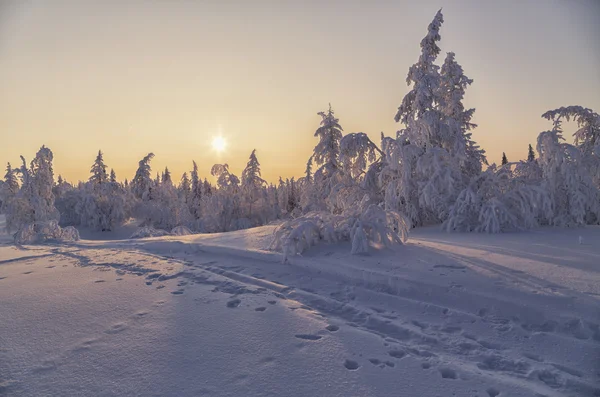 Winter tundra — Stock Photo, Image