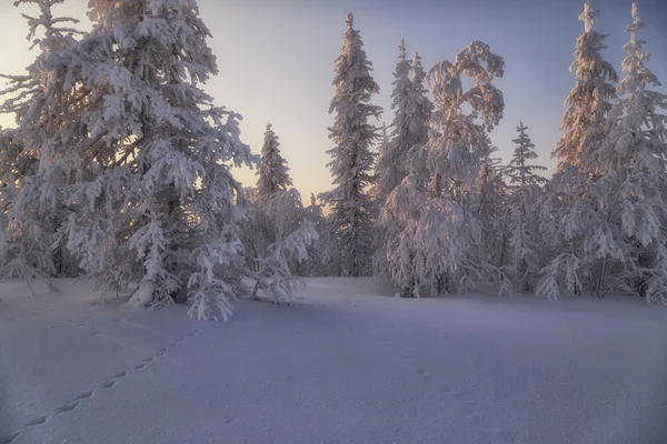 Winter tundra — Stock Photo, Image