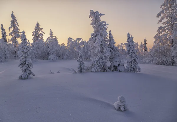 Winter tundra — Stock Photo, Image