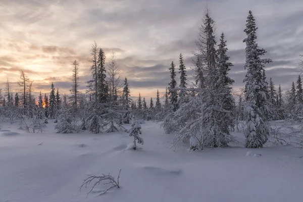 Winter tundra — Stock Photo, Image