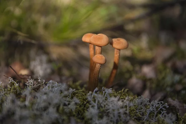 Flora of the Russian North