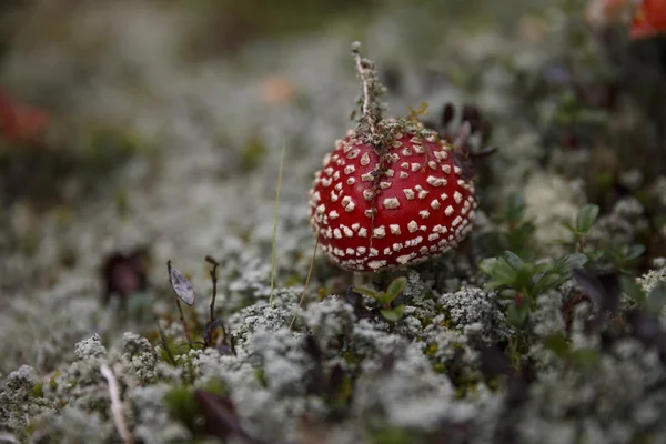 Amanita