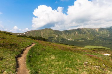 Dağlarda çiçekler arka planda arasında dar yol