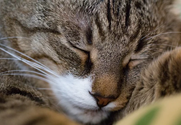 Cute sleeping cat. Muzzle closeup — Stock Photo, Image