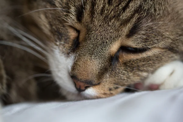 Cute sleeping cat. Nose cat closeup