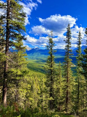 Geniş bir orman manzarası, yüksek kozalaklı ağaçlar, sersemletici bir vadi ve berrak mavi gökyüzünün altındaki uzak dağlar, yumuşak bulutlarla dolu.