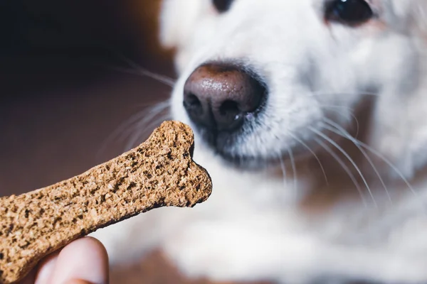 白い犬がペットクッキーを求めている。ペットフード。ペットの栄養 — ストック写真