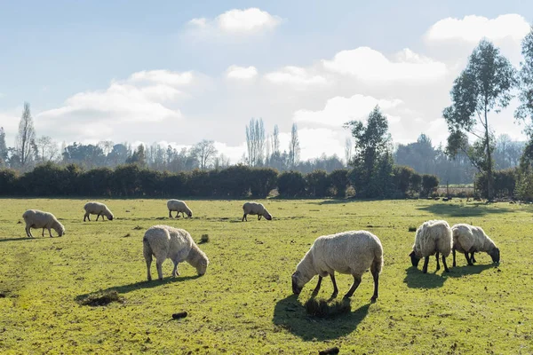 Rebanho de ovelhas comendo em um campo de grama durante um pôr do sol. — Fotografia de Stock
