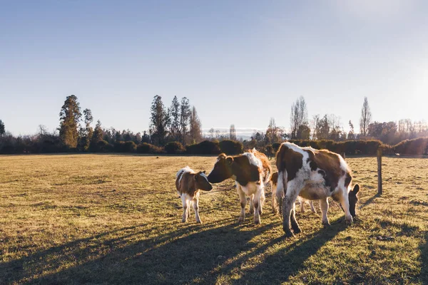 Um rebanho de vaca de pé e comendo em um campo de grama durante um pôr do sol — Fotografia de Stock