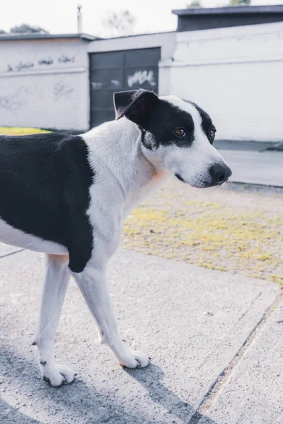 Cão branco com manchas pretas olhando para a câmera e andando. Conceito de animal — Fotografia de Stock