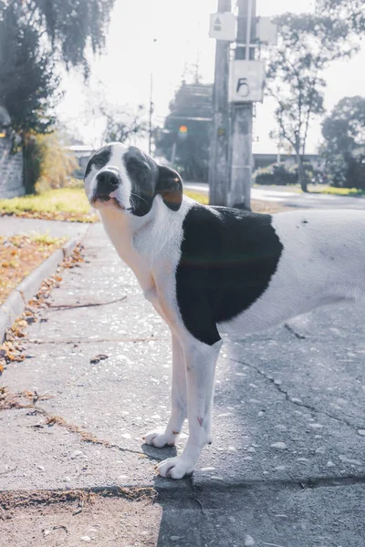 黒い斑点のある白い犬は目を閉じてカメラを見て. — ストック写真