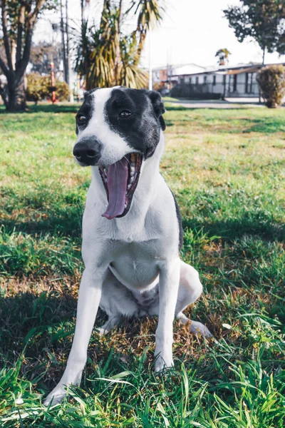 草の上に黒い斑点があり、口を開く白い犬。ペットのコンセプト — ストック写真