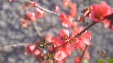 Çiçekteki arı. Yavaş çekim