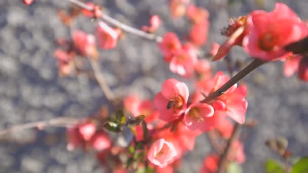 Abeja en una flor. Movimiento lento — Vídeo de stock