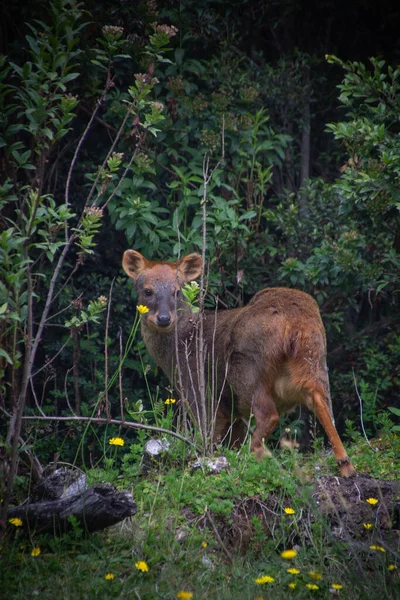 Un pudu che va nella foresta. Fauna cilena. Puda di Pudu. — Foto Stock