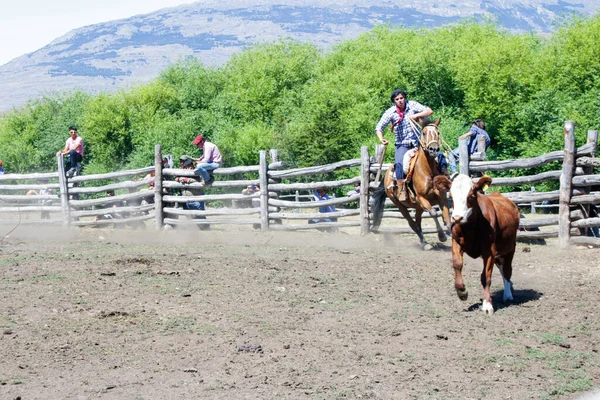 COCHRANE, CHILE - 31 de janeiro de 2016: Gaúcho a cavalo em busca de bezerro. Patagônia. Região de Aysen. — Fotografia de Stock
