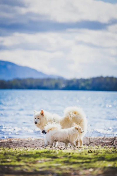 Zwei weiße Hunde spielen am Strand eines Sees. Samotischer Hund — Stockfoto