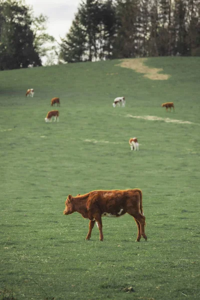 Rebanho de vacas num prado largo ao pôr-do-sol. Vertical — Fotografia de Stock