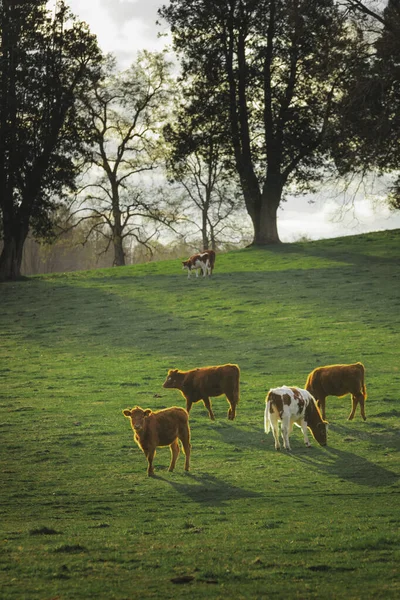 Herd of cows in a wide meadow at sunset — Stock Photo, Image