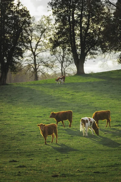 Herd van koeien in een brede weide bij zonsondergang — Stockfoto