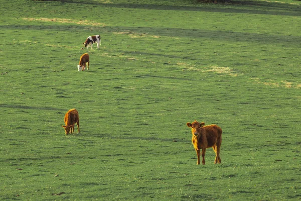 Rebanho de vacas em um amplo prado ao pôr do sol — Fotografia de Stock