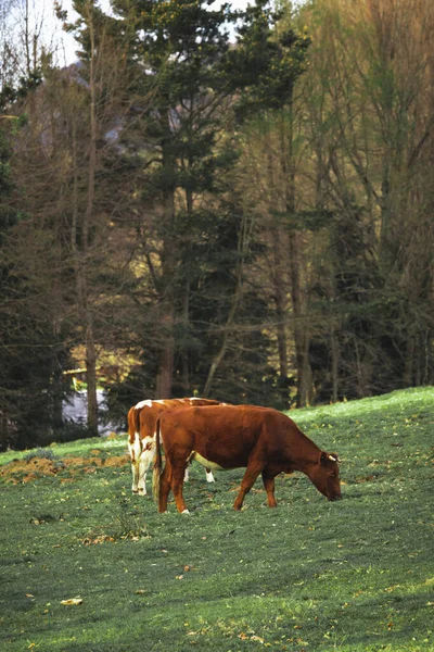Duas vacas num prado ao pôr-do-sol — Fotografia de Stock