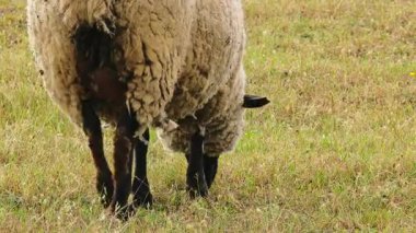 Çimenli tarım arazilerinde duran bir koyunun doğal dokuları, sürdürülebilir hayvan çiftçiliği ve organik tarım uygulamalarını ön plana çıkaran yakın görüntüsü