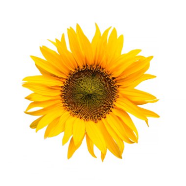 Ünlü yıllık ayçiçeği Helianthus Annuus. Bahçede çok güzel görünüyor..