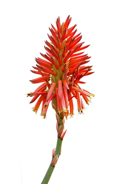 Liczne Kwiaty Aloes Zebrane Kwiatostanu Szczotki Aloe Jest Członkiem Rodziny Obrazy Stockowe bez tantiem