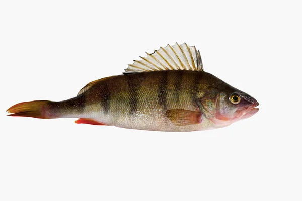 Freshwater Fresh Striped Fish Known Common European Perch Type Species — Foto de Stock