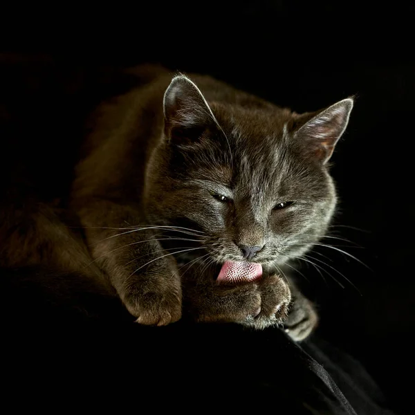 Cat Washing Tongue Domestic Siam Thai Cat Korat Cat Selective — Stock Photo, Image