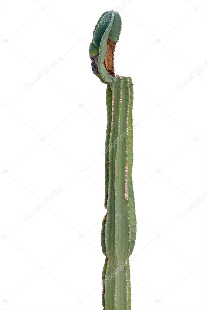 A cactus (plural cacti, cactuses, or less commonly, cactus) is a member of the plant family Cactaceae.
